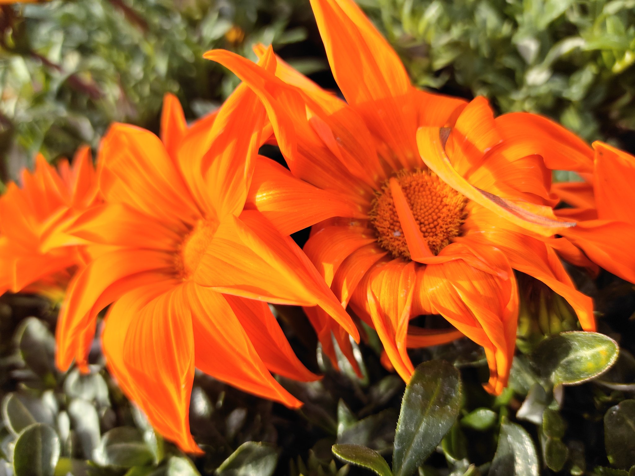 ガウgow おっは 今朝は晴天だけど久々に ２ と 冷え込む 寒いね 南アフリカのガザニアは元気そう 花言葉は 貴方を誇りに思う 勲章の様な形から来てるらしい さて ２２２の今日も寒いけど 楽しんで T Co Kumu1sgtjx Twitter