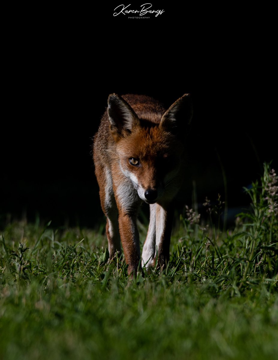 Definitely spotted by these foxes at the fox hide. Such intense stares! @wildlife_uk <a href="/NatureUK/">NatureUK</a> <a href="/Wildphoto4all/">Wildlife Photography for all</a> <a href="/IAOWP1/">IAOWP</a> <a href="/WildlifeMag/">BBC Wildlife</a> <a href="/BBCCountryfile/">BBC Countryfile</a> <a href="/BBCSpringwatch/">BBC Springwatch</a> <a href="/BBCEarth/">BBC Earth</a>