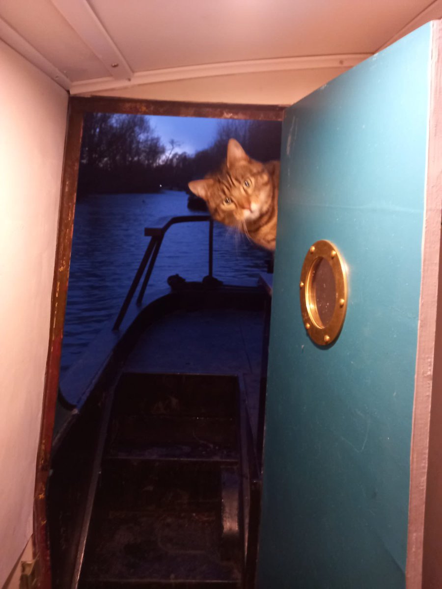 aniram1's tweet photo. @rickygervais As if the wind last night wasn’t enough to cope with on a narrowboat this judgy cat watched me as I tried to pull in the ropes and hammer in the stakes in the pouring rain. I’ve never seen this cat before in my life but his expression has a personality of its own. https://t.co/OEd280lFFS