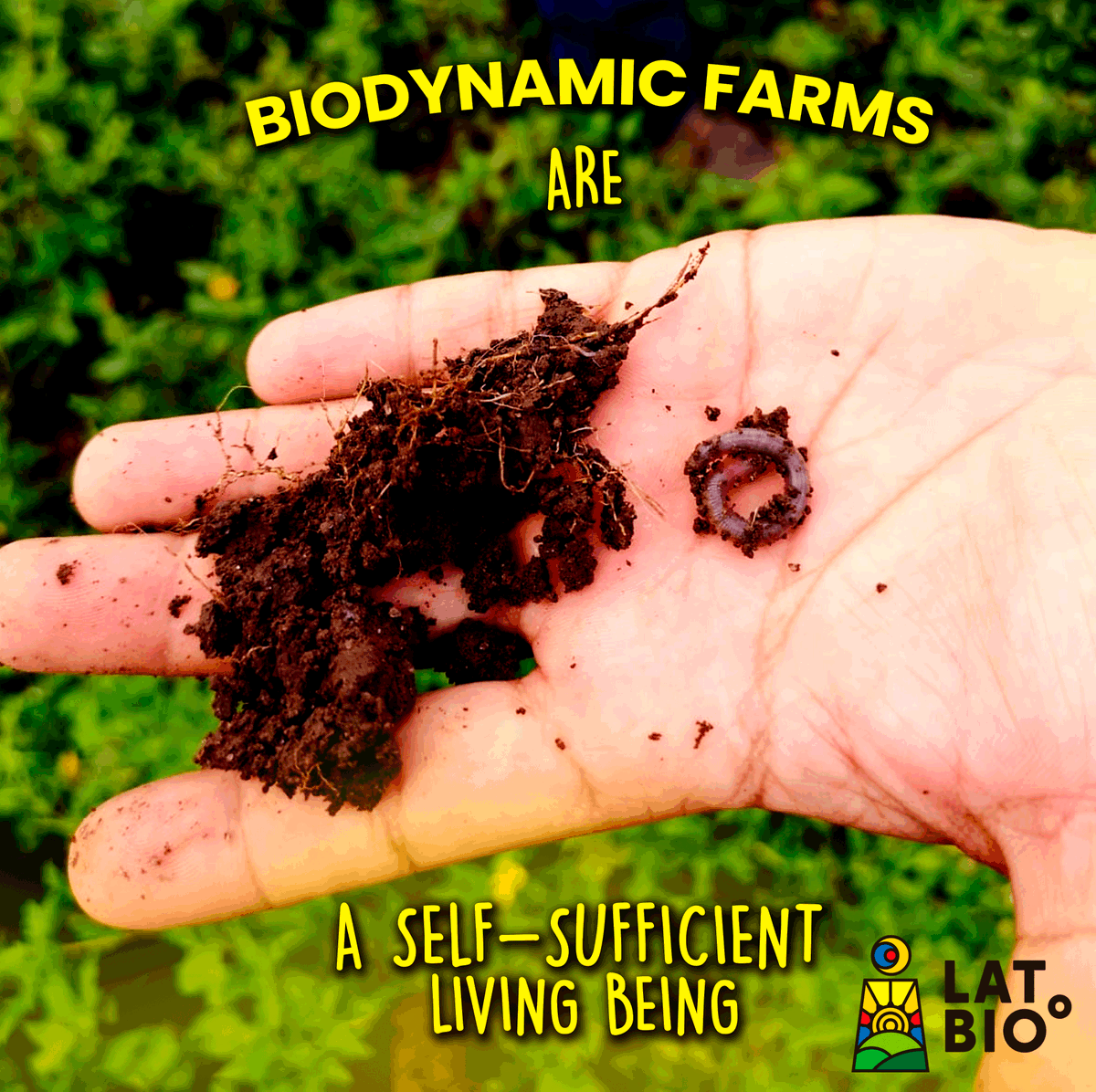 All parts of a biodynamic farm  are interconnected.
#latbio #demetercertified #demeter #biodynamicfarming #regenerativeagriculture #biodynamicbananas #ecuador  #organicbanana #organicbananas