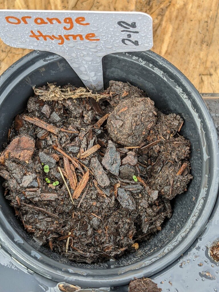 Look! Our first babies of 2022! Aren’t they sweet? Couldn’t you just coo at them all day? #herbalife #farming