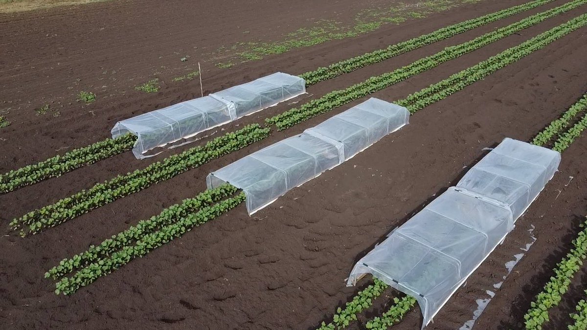 #breeza Colex-D cotton volatility trial T1 underway yesterday. Thanks to <a href="/JackMadgwick/">Jack Madgwick</a> for your help setting this up #teamwork @CortevaAU <a href="/EmmaTwine1/">Emma Twine</a> <a href="/DanDixon_Ag/">Dan Dixon</a>