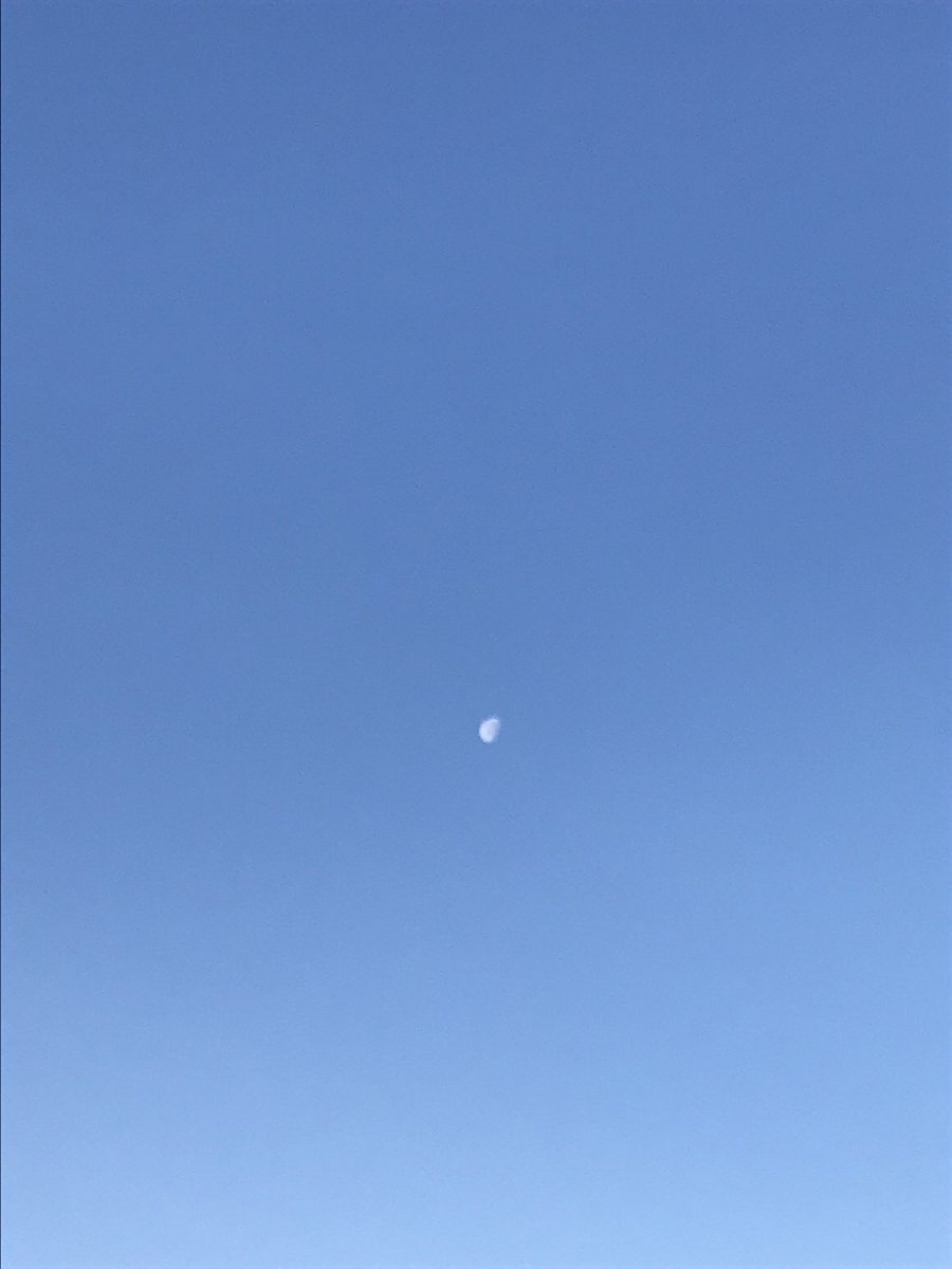 buturfly1's tweet photo. 晴天に浮かぶ月
月も太陽に照らされ、私も朝日に照らされ、お日様の温もりにホッコリです https://t.co/YjBSmzXWXf