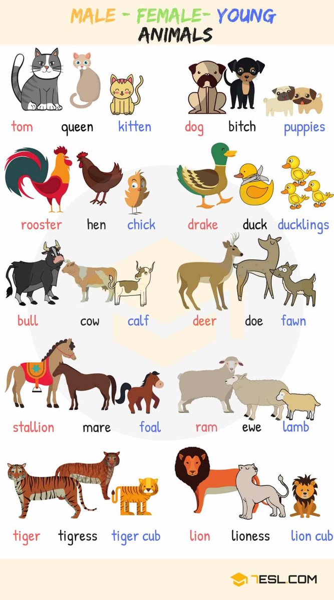 englishinarabic's tweet photo. حيوانات (مذكر | مؤنث | صغير الحيوان) https://t.co/Ejq3lSukip