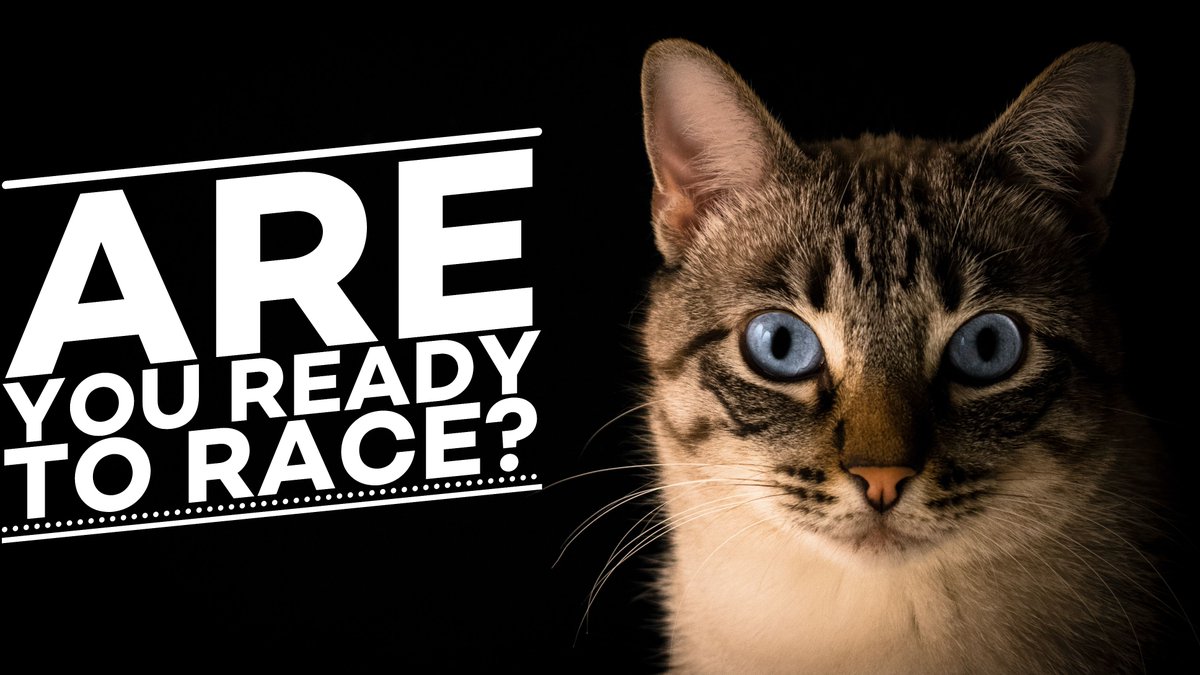 TacoGatosNFT's tweet photo. The ๐ฎ๐ธ #GatoGang challenges YOU to a race!
9pm EST Today LIVE on Discord
https://t.co/Aa8Npy74BT
#NFTCommunity #GatoRace #TacoGatos https://t.co/pfbZVoh6oe