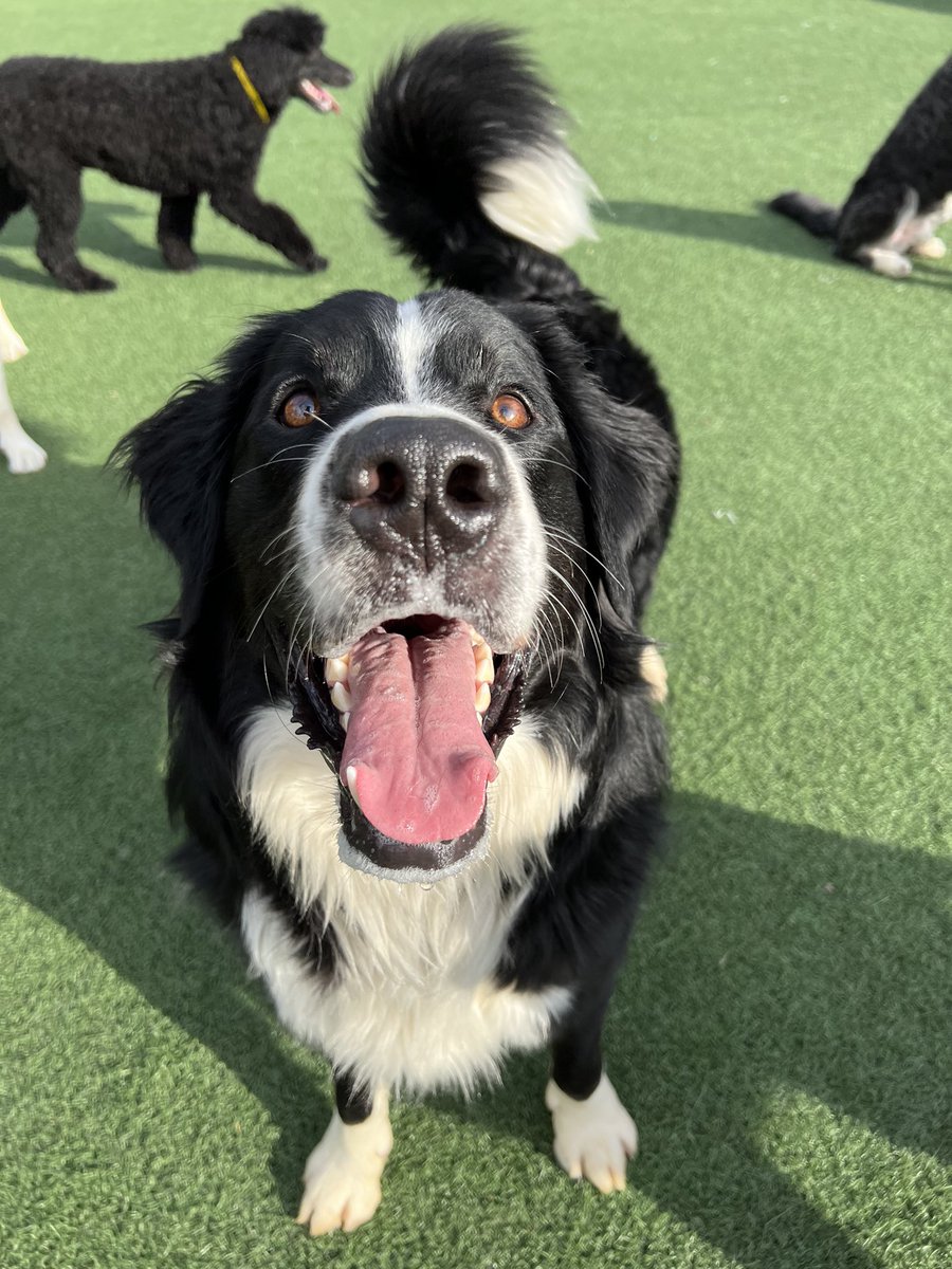 bing_lodge's tweet photo. Yay! It’s Monday and daycare is back! https://t.co/yLxNH9hv8X