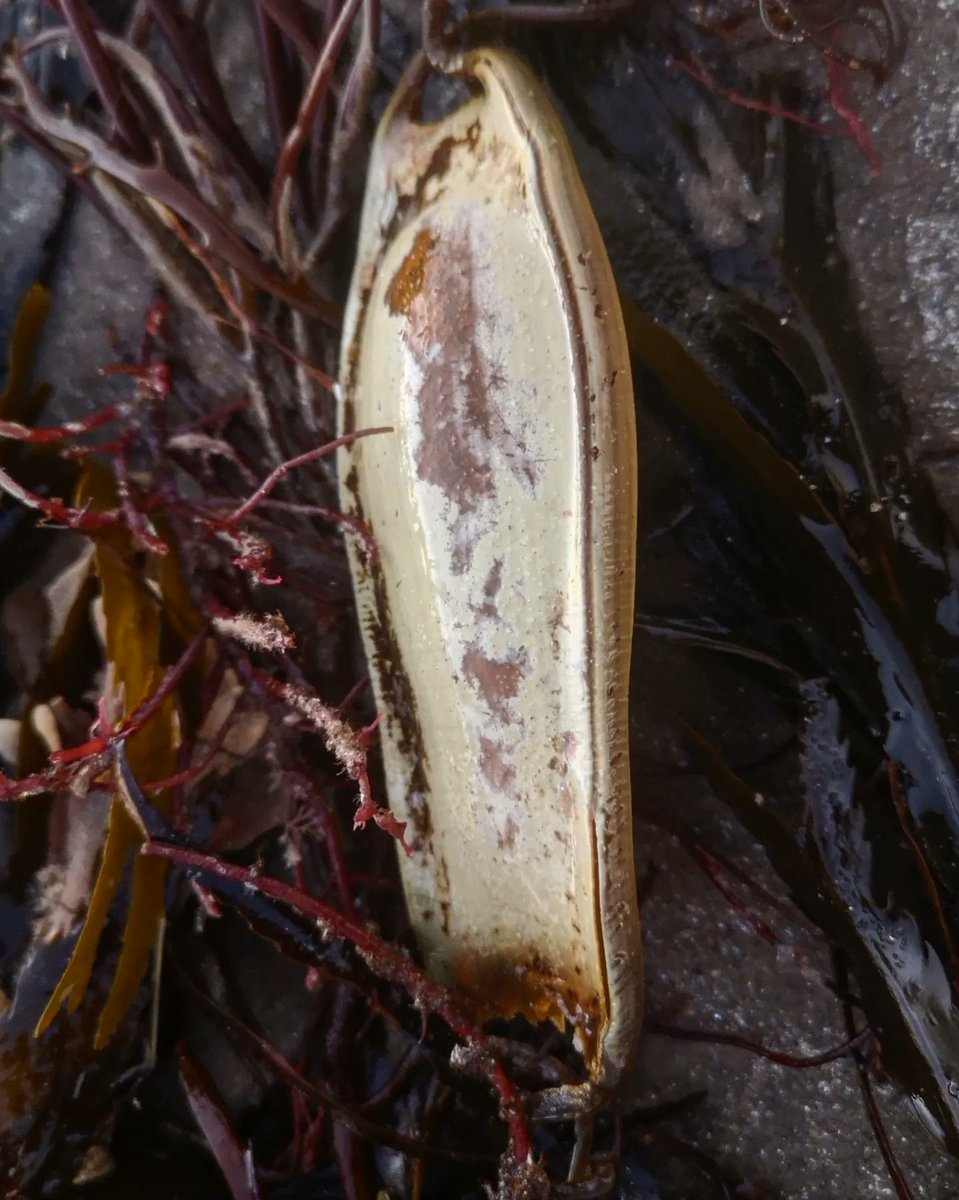 Beautiful things from nature washed up on the beach
 #MarineLife #maritimemonday #seashore #Shoreline