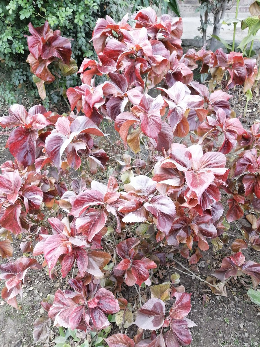 muhammadbasil67's tweet image. The investment, that guarantee you forever long term profit is just #TreePlantation Plant of #Acalypha in pic
#Plant4Pakistan
#Plant4PakistanDay
#ClimateChange
#SpringPlantation
#ClimateActionNow #ClimateAction #climate #Uno #pollution #soil #forests #temperature #GlobalWarming