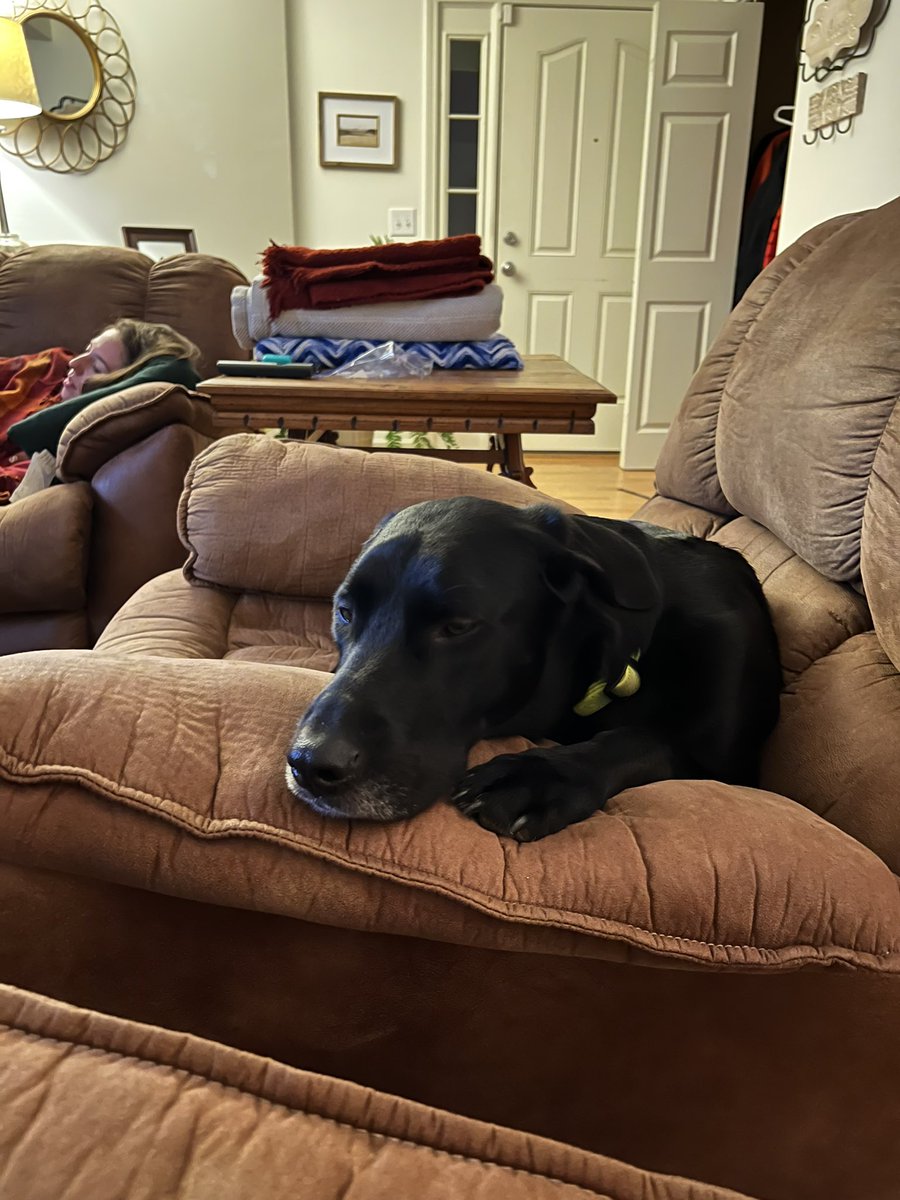 jcunningham137's tweet photo. @KatherineCTV @dog_feelings @dog_rates @dogfather https://t.co/7ZQnqaTXl9