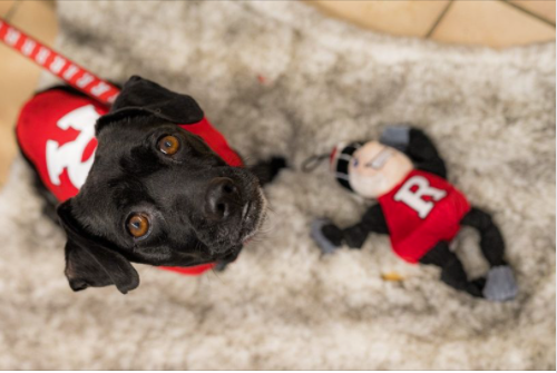 AllStarDogsUSA's tweet photo. Check out these Rutgers fans cheering on their Scarlet Knights! #Rutgers #rutgersfootball #allstardogs #dogs #dogproducts #dogsofftwitter #madeintheusa https://t.co/88nq2AWRC2