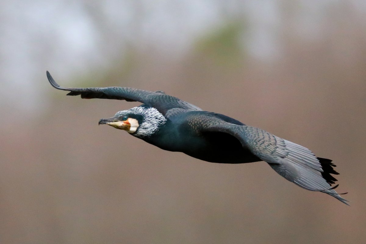 Natur_in_NRW's tweet image. Endlich mal wieder ein aktuelles Foto vom heutigen Tag.
#Kormoran (Phalacrocorax carbo)

#birding #birds #birdwatching #Vogelwelt #Ornithologie #Vögel #TwitterNatureCommunity