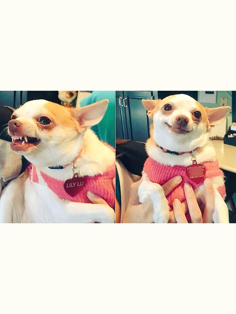 fitoca7's tweet photo. El perrito de Blas Llano

Con Efraín         Con Sandra https://t.co/R5vWnJ8tcH