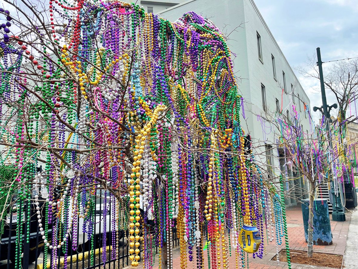 Bead trees are in “full bloom” along St. Charles Avenue. 💜💛💚 #CarnivalTime #NewOrleans #OnlyLouisiana