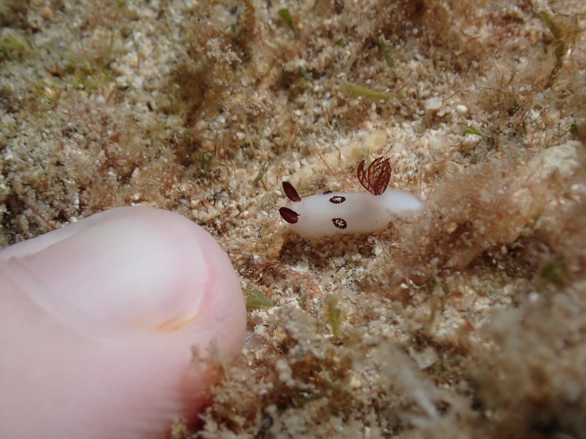 sara_thiebaud's tweet photo. It’s #MolluscMonday and I have #nudibranchs for you! First up, the tiniest mourning dorid (Jorunna funebris) I’ve ever seen: https://t.co/AXYlOfmto8