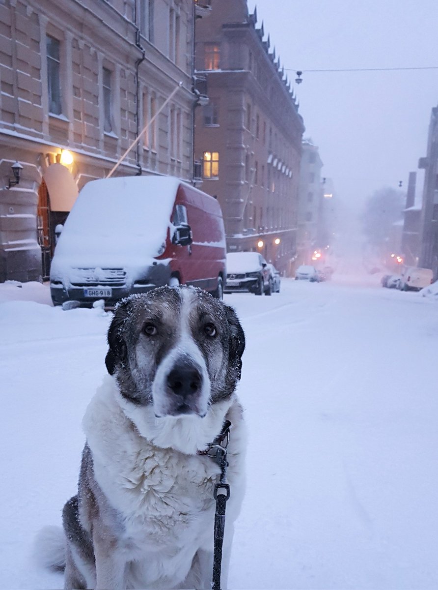 Today's weather in #Helsinki was so bad that it made my Georgian mountain dog unhappy
#dogsoftwitter https://t.co/qzbNhfP7Zg