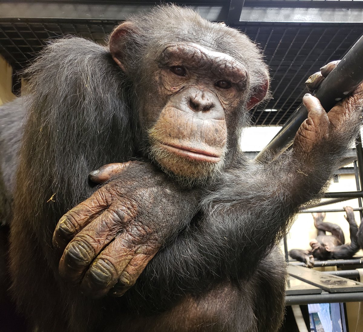 Happy 14th birthday to Kennedy 🎂🎁🙉 on this Presidents Day! #KennedyChimp is a very high-ranking male (making him kinda presidential) in his group and is often groomed (sometimes to excess) by his group-mates. #HAPPYBIRTHDAY