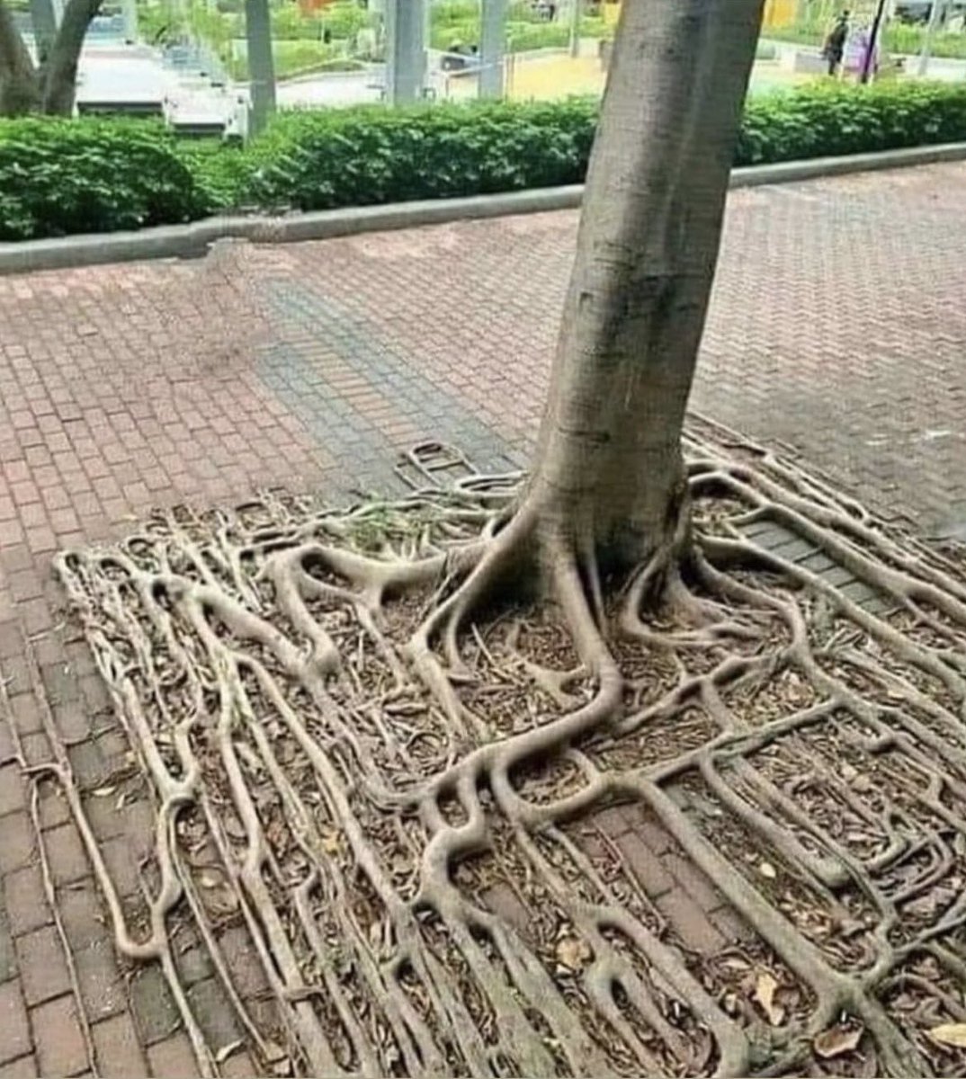 stem_feed's tweet photo. Square root https://t.co/lPZ2SR3RAd