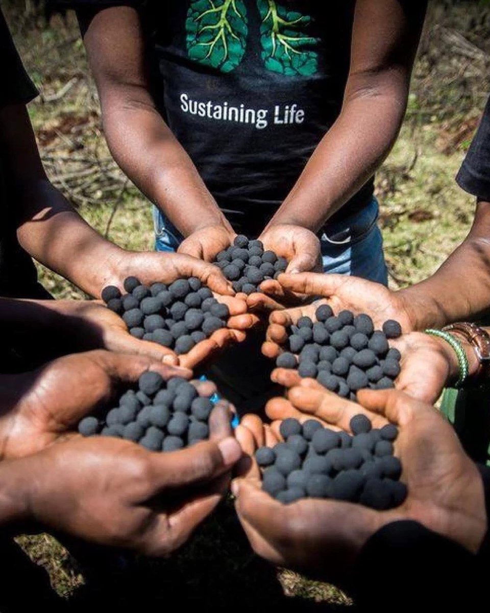 TheContentBoxUK's tweet photo. Kenya is losing thousands of local trees every year due to fuel. Traditional reforestation projects take time and are relatively costly. However, with seedballs, tonnes of trees can be planted at once, costing as little as $8 per hectare to restore Kenyan drylands. #seedballs https://t.co/R2ZWfO6Ntx