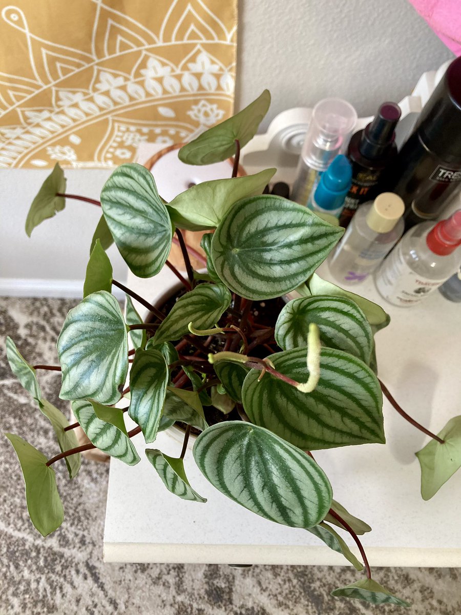 erinnyoos's tweet photo. my plants🥰🪴 https://t.co/aSl3e8KtBk