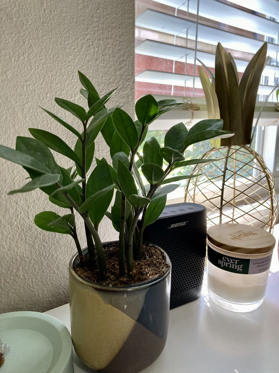 erinnyoos's tweet photo. my plants🥰🪴 https://t.co/aSl3e8KtBk