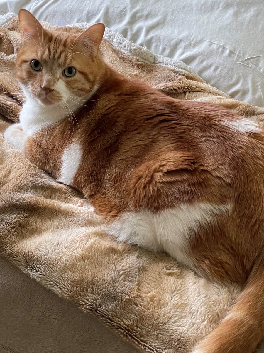 When's Lunch?
#catsofinstagram #CatsofTwittter #hungry #lunchbox #CuteCats #bekindalways #PresidentsDay