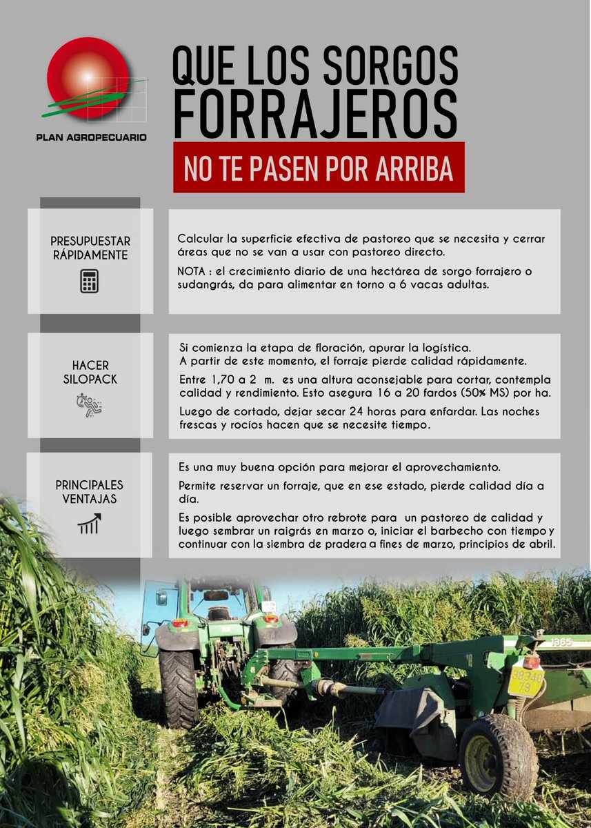 PlanAgro's tweet photo. Recomendaciones🌱
¡Que los sorgos forrajeros no te pasen por arriba!
@slombardo34 #forraje #sorgo #cultivo #PresupuestaciónForrajera #silopack #pastoreo #sudangrás #vacas #alimento #enfardado #fardo #ReservaDeForraje #ganadería https://t.co/hqVUAsVhyj