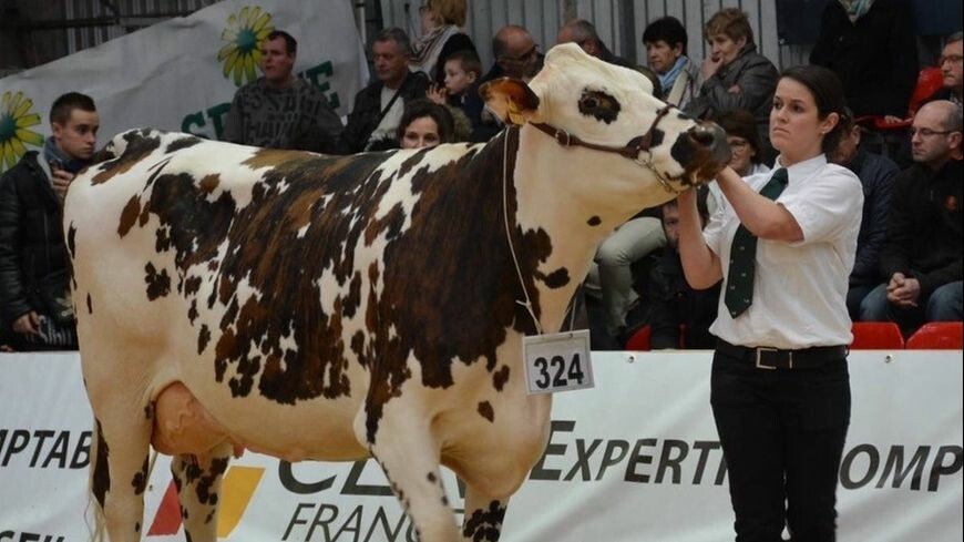 iciarmorique's tweet photo. Salon de l'#agriculture : Hactalis, une vache bretonne, participe pour la première fois au concours. 
➡️ https://t.co/3BIcDMZhRQ https://t.co/QvPUuIKig3