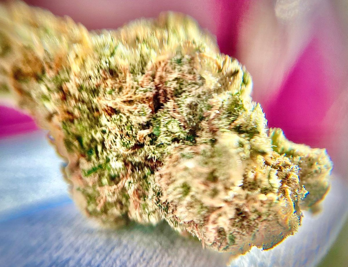 ambassador_chad's tweet photo. Trippy!
Time to #blaze. Why you #smokinβ today?
#homegrown #cannabisjudging #trichome #fuzzy #blur #medicine #headchange #grinding #farming #Mmemberville #IAmCannabis https://t.co/zROmNHewz0