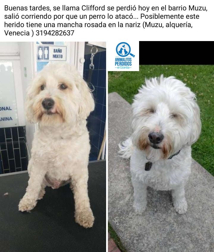 losbuscamos_col's tweet photo. Perdido perro por el barrio muzu, Bogotá. Fue atacado por un perro y posiblemente esté  herido. #AnimalitosPerdidosCol https://t.co/IGrnQz0yei