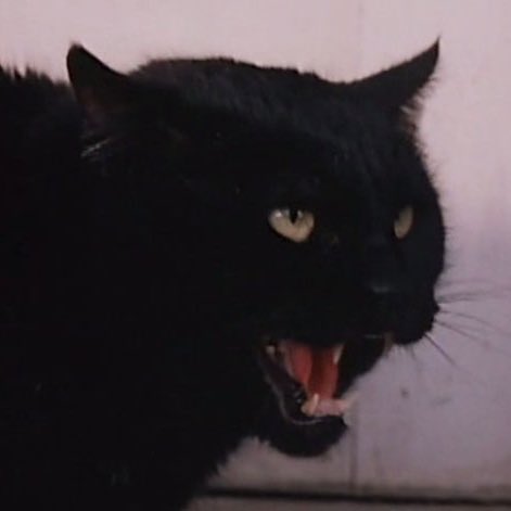 ً (@vani_cats) on Twitter photo 