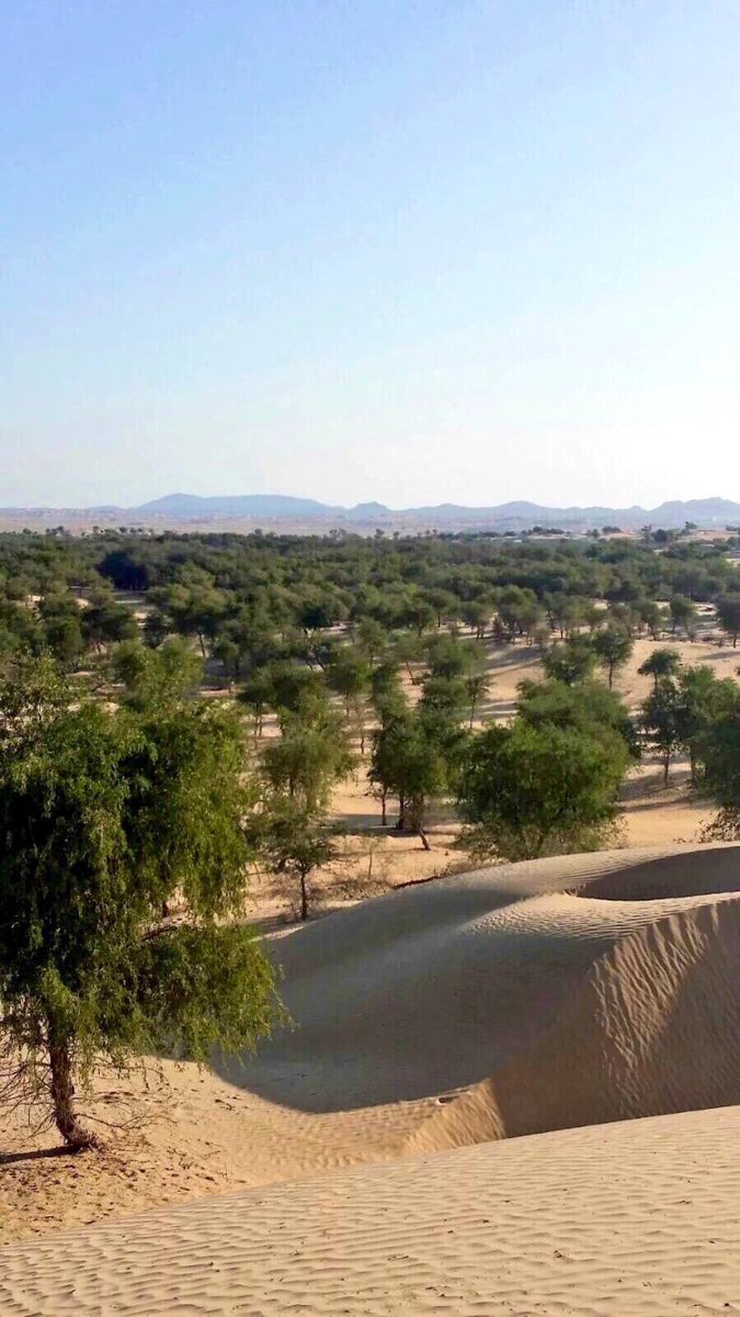 هذه الشجرة ممكن تقلب الموازين في صحاري المملكه والعالم العربي وتتحول الصحاري إلى ما يشبه الغابات وهي من أشجارنا المحلية الأصيلة تتحمل أقسى الظروف وتنتشر بشكل مذهل إنها شجرة الغاف