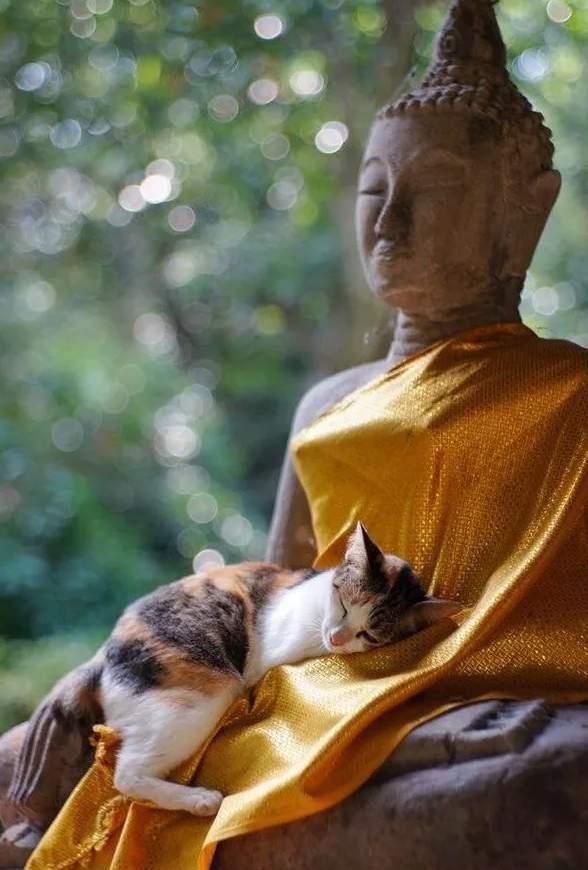 "Иногда, если ужасно хочется съесть печеньку, а нельзя — я задумываюсь. Что больше угодно Будде? Чтобы Далай-лама был счастлив? Или чтобы ел только то, что положено?
И ем печеньку." 
Цитата, Далай-лама IV