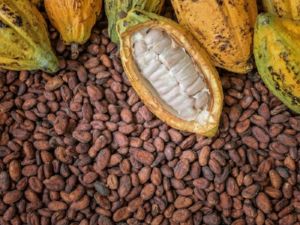 GhKonkosa's tweet photo. The Western South Manager of Cocoa Health and Extension Division (CHED) of Ghana Cocoa Board (COCOBOD), Mr Samuel Ankamah, has urged the government to intervene and stem the destruction of Cocoa farmsfor illegal mining activities in the Wassa-Amenfi

https://t.co/tAjx6MOvTm https://t.co/POftA7OMah