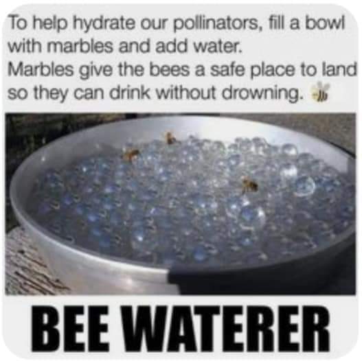 ~ Bees need all of the help we can give them. This is such a simple thing to do. ~ 🐾
#savethebees 
#WaterforBees 
#BeesAreEssential