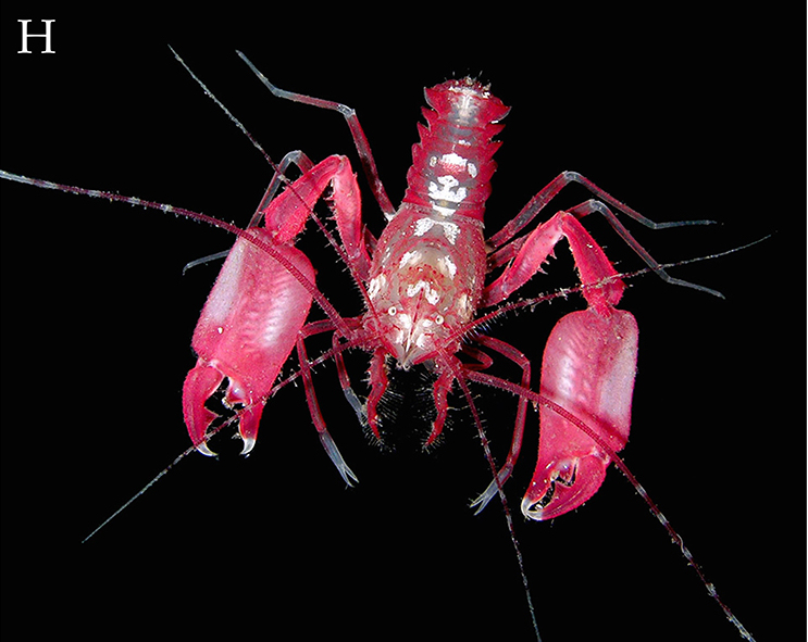 Werner_deGier's tweet photo. Microprosthema is a genus of Stenopodidae, or "Boxer #shrimp" - you can see why they get this name! 🦐 Boxer shrimp can easily be distinguished by their large claws, but also the number of claws, which is three pair!
#Shrompweek2022
📸: Arthur Anker https://t.co/E615bqDyFU https://t.co/XOx5exvThY