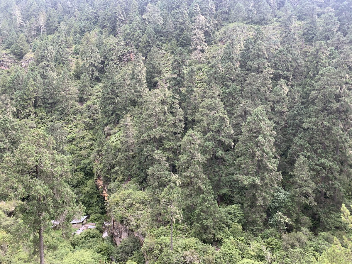 Old forest, old trees