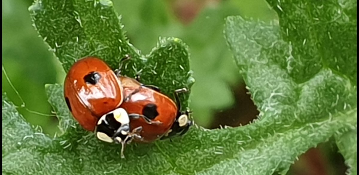 saskiacscheer's tweet photo. Gekozen voor het alternatief van #kleurindenatuur #StreepStipSter 
Gewoon omdat er zoveel mooie insecten zijn met nog veel mooiere namen om van te genieten ❤
- penseelkever
- schaakbordlieveheersbeestje
- tweestippelige lieveheersbeestjes
- kleine wespenboktor https://t.co/cNRkJVSxGO