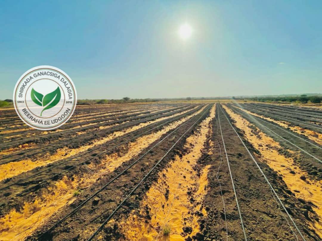 musse408's tweet photo. Waxaan Maanta Soo Gabagabeynay Rakibaadda Waraabka Casriga Ah ( Drip Irrigation Installation) .

Hadafkeena Waa Inaan Beeraleydeena Ku Xirno Hababka Cusub Ee Ku Dhisan Xirfadda Iyo Tegnoolajiyadda. https://t.co/KhzPmLIm27