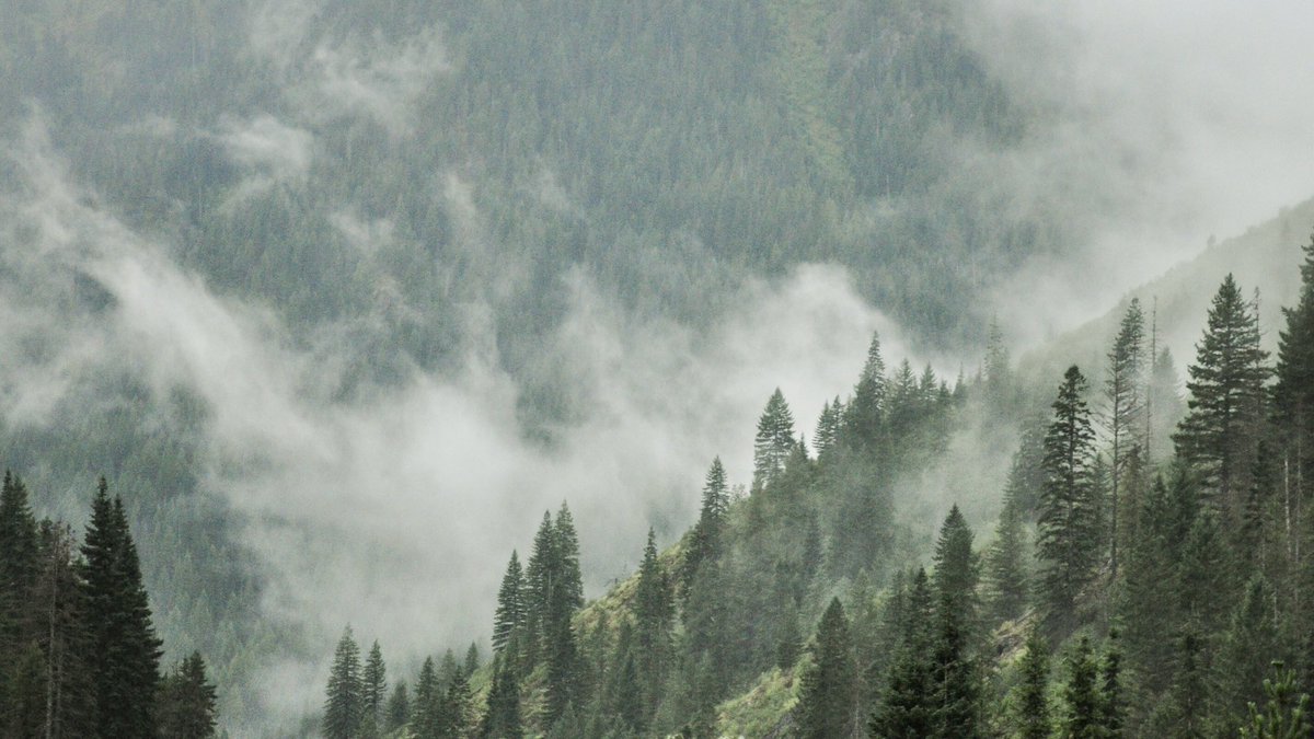 *French horn echoes timeless melody*

*Joni Mitchell whistles along*

Good afternoon 🫖