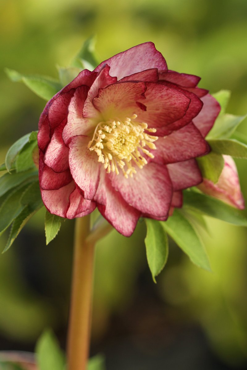 WoodlanderPaul's tweet photo. Hellebore of the day! It looks like no storm can stop them. https://t.co/EVEd988o6Z