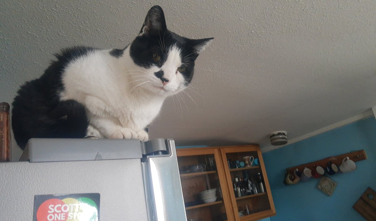 demontripod's tweet photo. The tiny tyrant does not do #catloaf, he does #dragonpose! Gazing down over his kingdom, keeping the peasants in line, that sort of thing. #CatsOfTwitter #tinytyrant https://t.co/ViG5vR7q1j