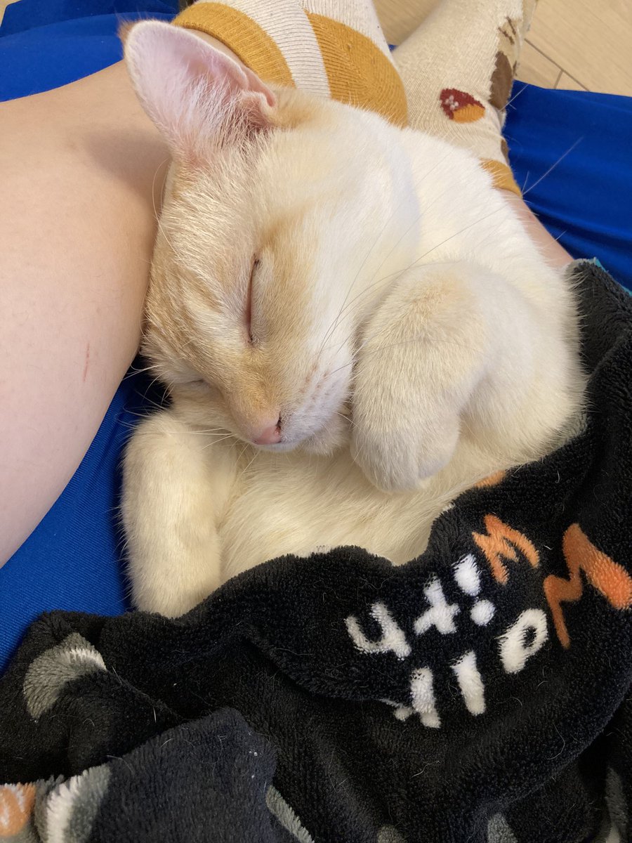 ななちゃん(猫好きサウスポー) tweet media