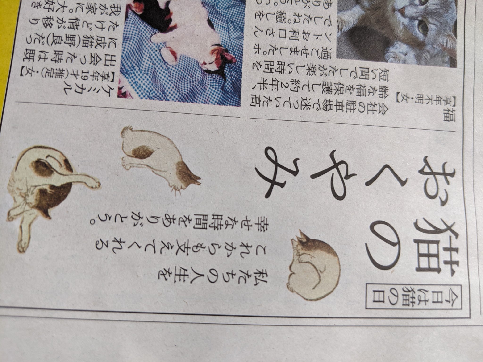 しんしん 今日の長崎新聞は にゃがさき新聞 猫のおくやみ欄もあるし 各企業の広告にはぬこだらけ 猫の日 にゃんにゃんにゃんの日 T Co Neyoqpjhml Twitter