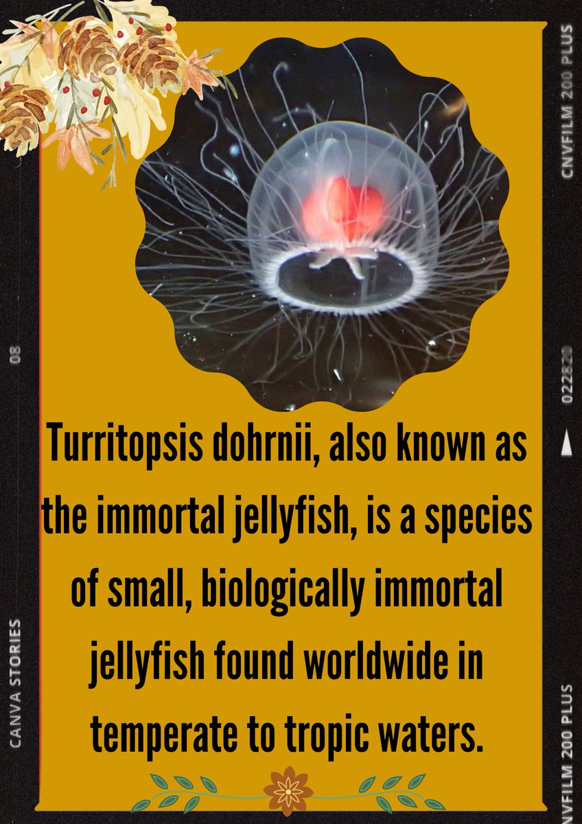 Chrisleeer_DragQueen (@chrislertorres) on Twitter photo 