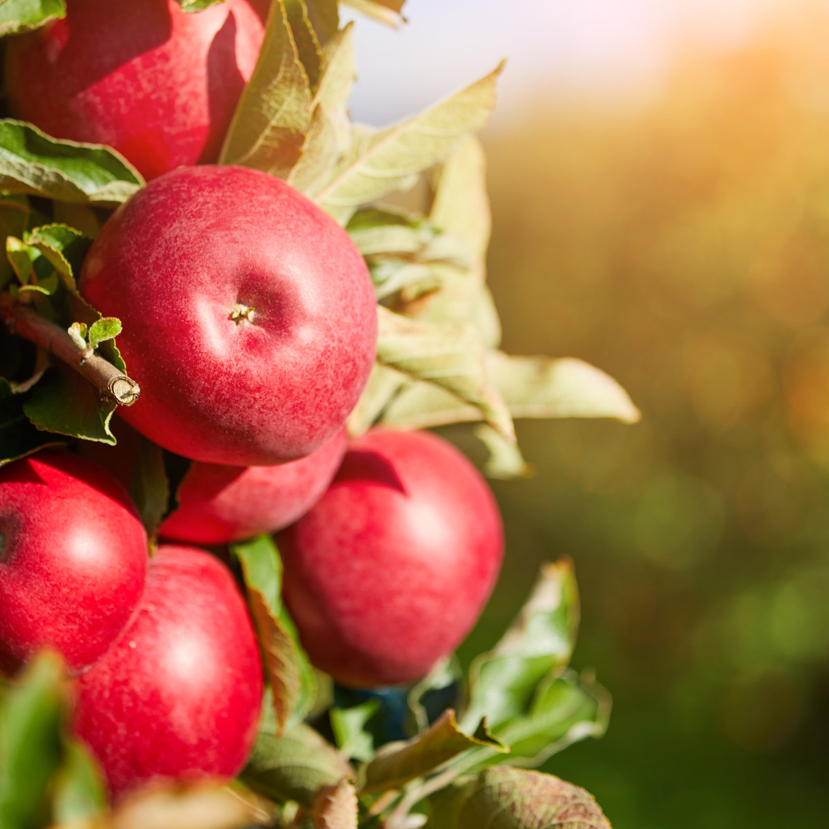 CESA6's tweet image. Thank you LaNesha (Education with an Apron) for great tips on how to bring the world to the students we serve and taking us beyond the pumpkin! 

#springCESA6 #learning #education #inspiring #global #teaching #teachers