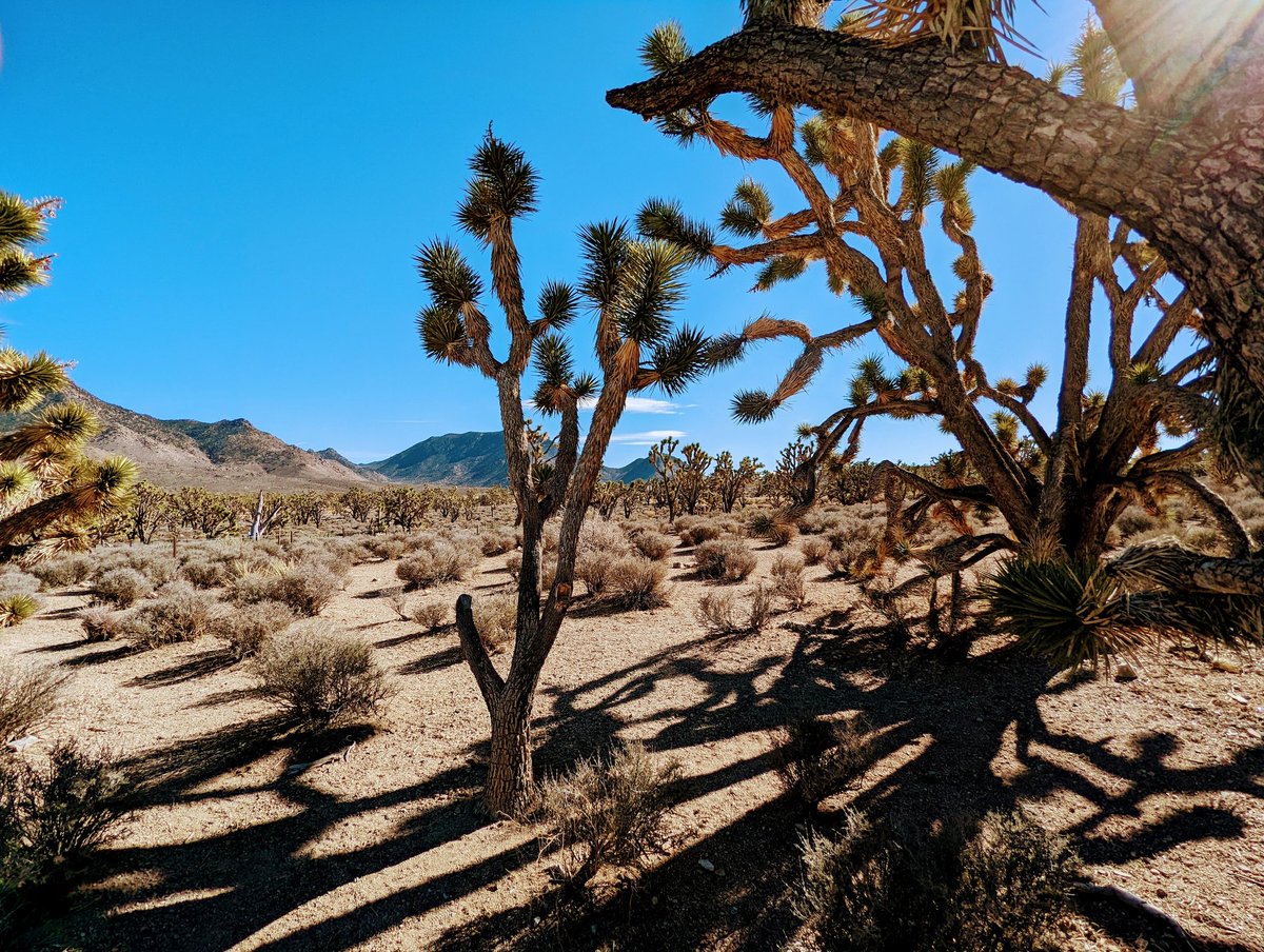 Marfill4's tweet photo. Joshua tree forest #photography #pixel6pro #teampixel https://t.co/iQBBECPrTD