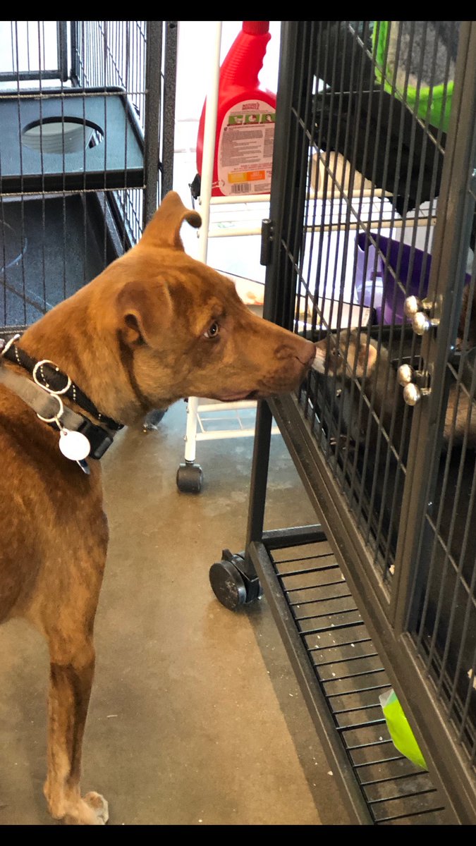 Pet Supplies Plus Evansville (PspEvansville) Twitter