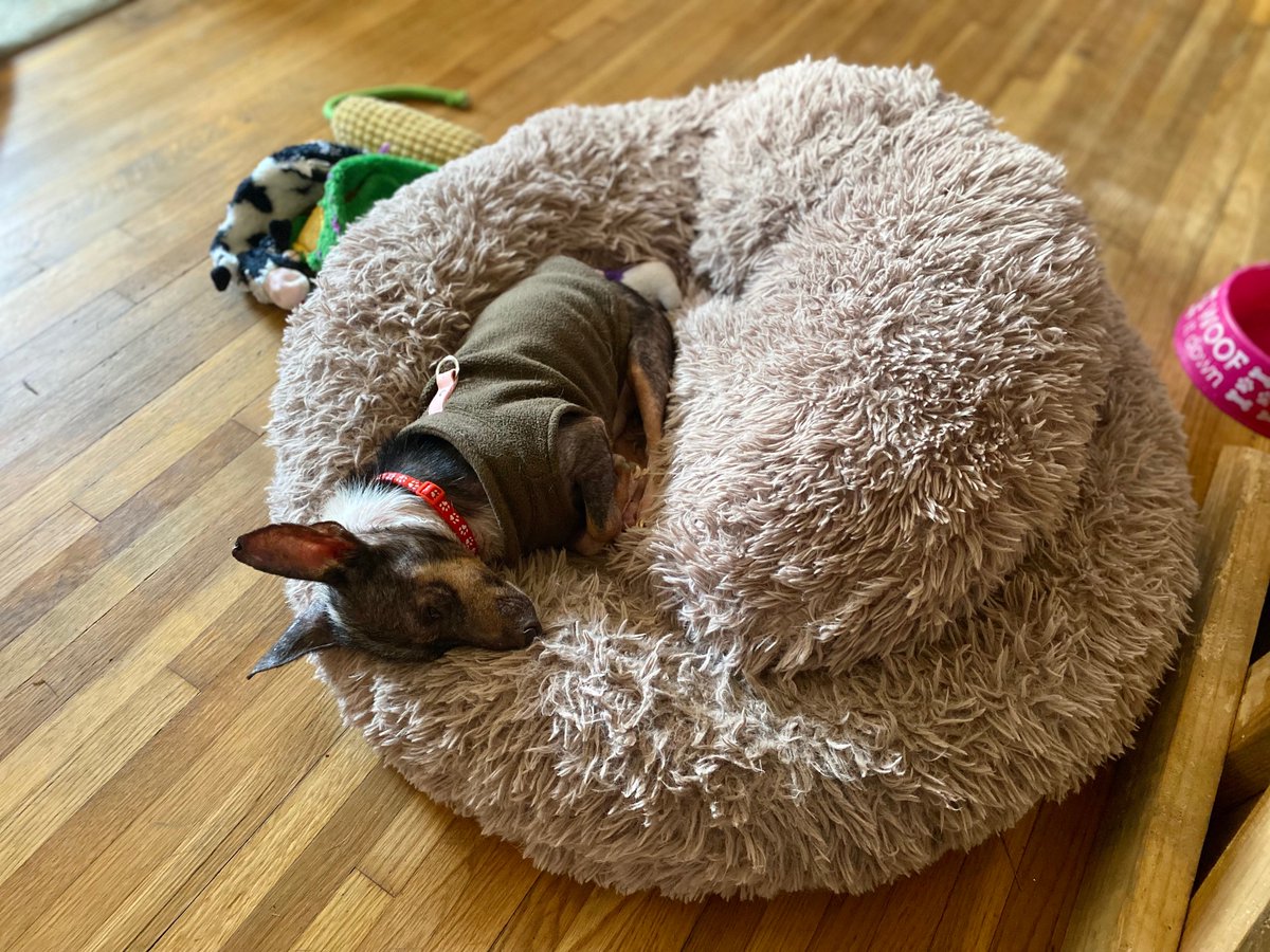 TheGBHS's tweet photo. Meet the 3rd member of the #FURtasticFour, Sammy! π« Sammy was one of the 100+ pups rescued from the hoarding case in Nauvoo, AL. Years of neglect left Sammy hairless & wary of new people, but thanks to the care of his foster family, he is improving! https://t.co/qshoENdIVb