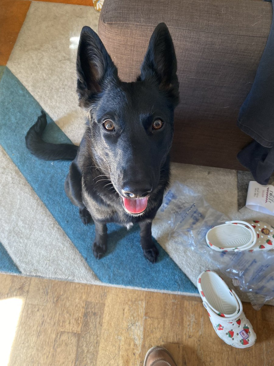 yarncircus's tweet photo. @HookieDuke Thank you ❤️😭!! She was found, i appreciate you so much! https://t.co/sWCHr6C065