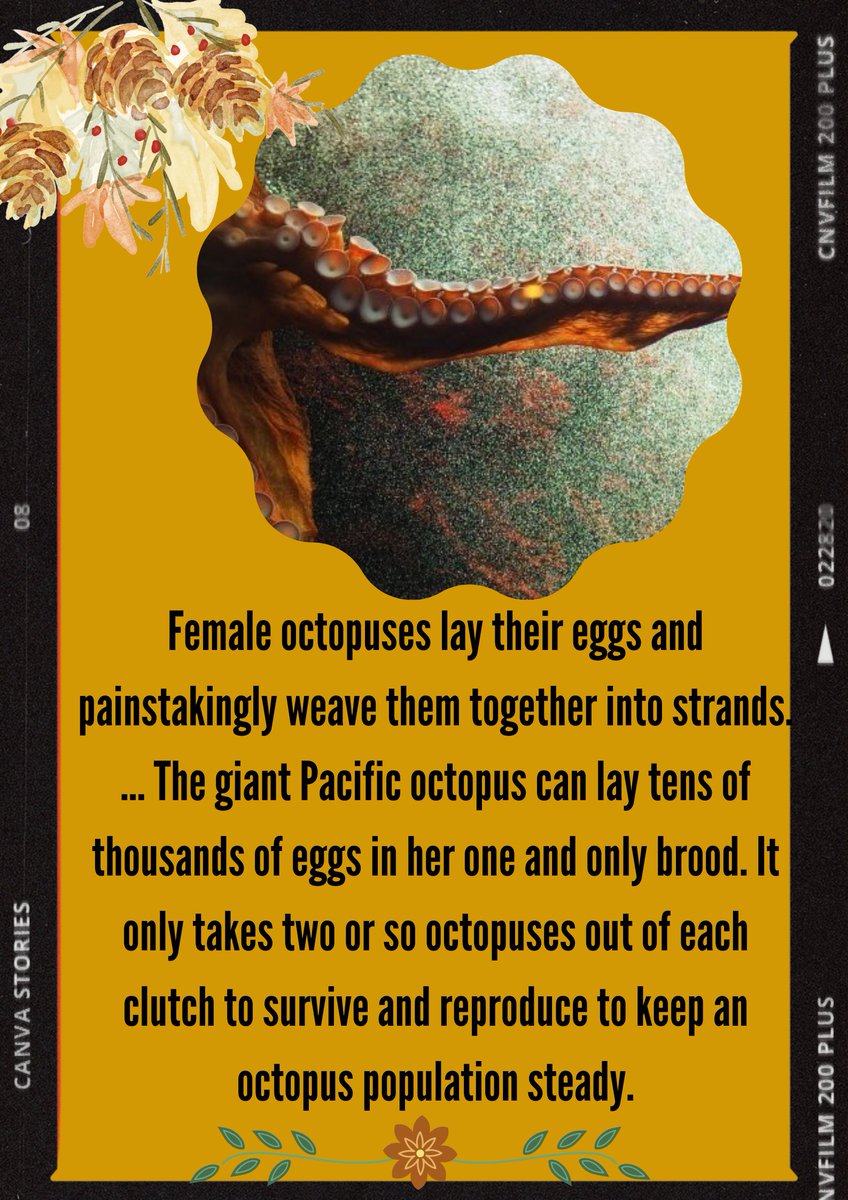 Chrisleeer_DragQueen (@chrislertorres) on Twitter photo 